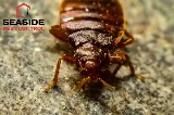 Seaside Pest Control photo 5