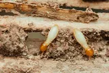 BugZero Pest Control Inc. photo 5