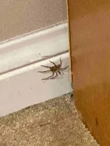 Frank Pest Control Co.,Inc. photo 2