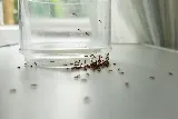 Sure Thing Pest Control photo 2