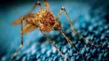OKC Mosquito Militia Total Pest Control photo 3
