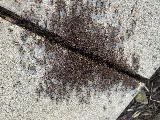 AGJ PEST CONTROL photo 4