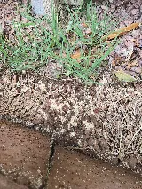 Titan Pest Pro - Springfield photo 8