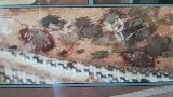 Victoria Pest Control photo 4