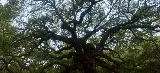 Oak Branch Landscaping