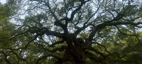 Oak Branch Landscaping in Charleston