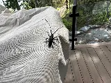 Custom West Pest & Wildlife photo 8