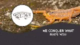 Conquistador Pest & Termite