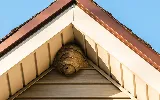 EcoShield Pest Solutions photo 6
