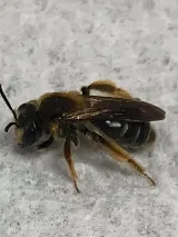 Get'm Pest Control & Exterminator In Jersey City photo 3