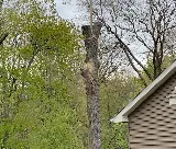 Perfect Landscape Tree & Services Inc photo 5