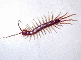 STL Pest Control photo 8