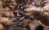 Pest City USA photo 8