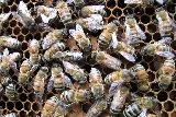 Best Pest Control Billings photo 7