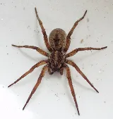 Expert Pest Management Inc. photo 6