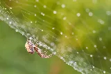 Aspen Pest Control Vancouver photo 4