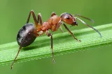 Budget Pest Control, Inc. photo 5