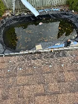 Quality pest control gta Richmond hill photo 8