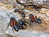 Active Pest Control Richmond photo 2