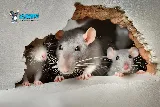 Yosemite Pest & Rodent Solutions, Inc. photo 8