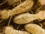 All-American Pest Control photo 2