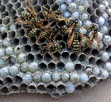 Whitmore Pest & Wildlife Control of Denver photo 6