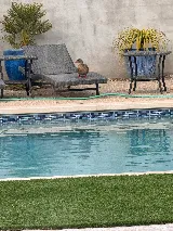 Freedom Pool Services (A Pools Etc. Company) photo 4