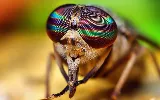 RainCity Pest Control photo 3