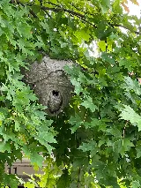 Kentucky Pest Control photo 2
