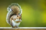 Done Right Pest and Wildlife Control photo 2