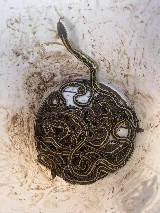 Karma Pest Solutions photo 6