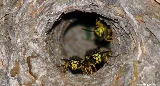 Apex Pest Control Solutions photo 3