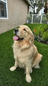 Erick Landscaping Design and sintetic grass photo 3