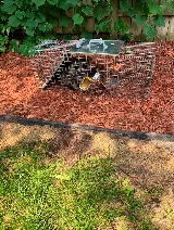 Speedy Pest Control photo 3