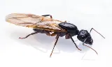 Ktown Pest Solutions photo 7