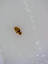 Phantom - Burnaby Pest Control photo 2