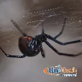 Uni-Tech Pest Control photo 8