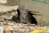 Wise Pest Control photo 6