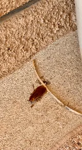 EnviroGuard Pest Control photo 8