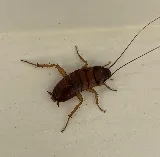 Dane's Pest Control photo 2