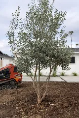 Haven Landscaping photo 2