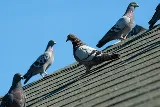 Smithereen Pest Management Services photo 6