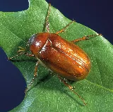 A1 Bed Bug Exterminator Peoria