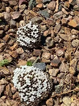 Naturzone Pest Control photo 6