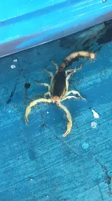 DYNAMIC PEST SOLUTIONS INC. photo 8