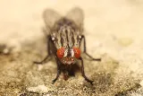 Aspen Pest Control Vancouver photo 7
