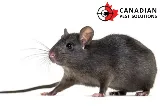 Canadian Pest Solutions photo 2