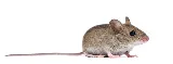 Sentry Pest Control - Cobble Hill BC photo 6