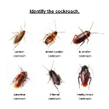 A Bell Pest Services photo 3