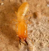 Beeline Pest Control photo 5